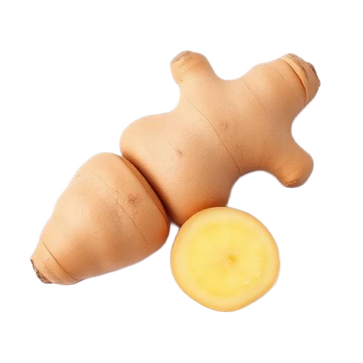 GINGER